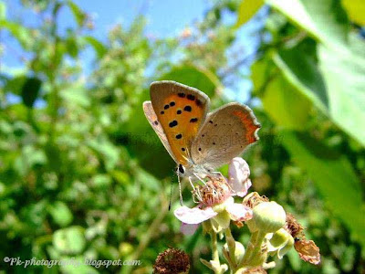 American Copper Butterfly