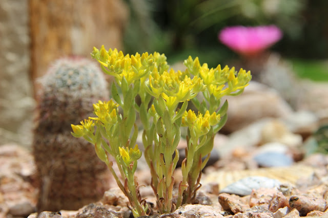 Yellow stonecrop