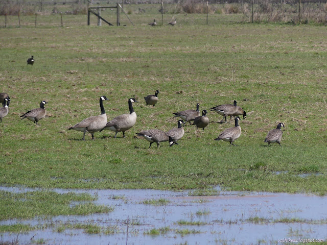 35: goose and other goose