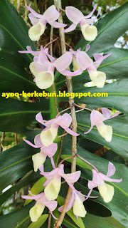 aphyllum orchid