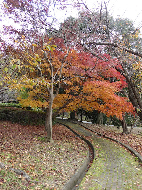 王仁公園・秋の紅葉ウォーキング