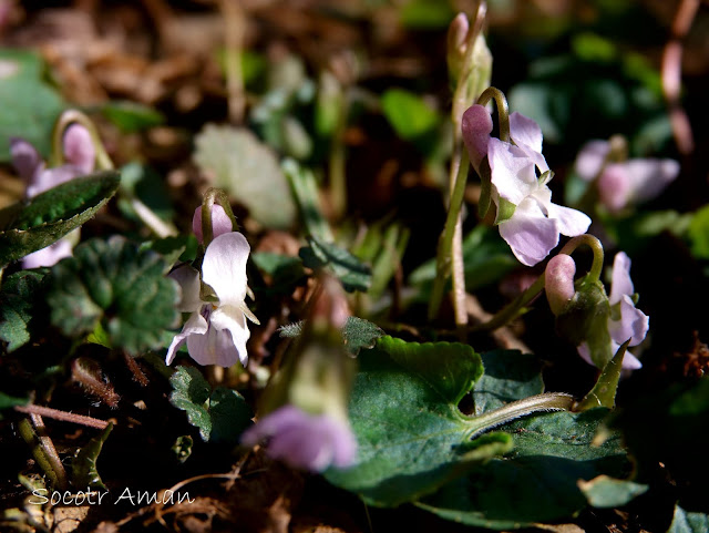 Viola hondoensis