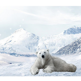 Why polar bears Cannot live in Antarctica