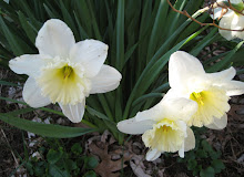 Springtime in New England