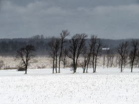 trees in a snow covered field