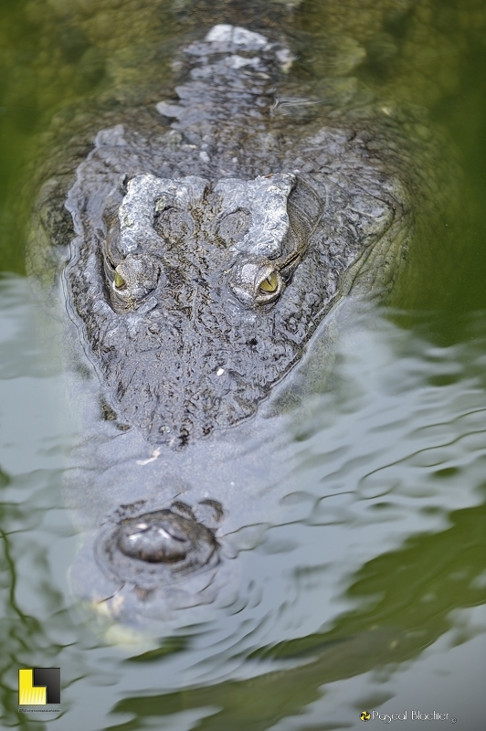 crocodile