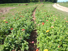 zinnia beds