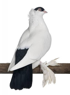 Foto Burung Merpati Polish Helmet Daftar Harga Burung Hias Terbaru 