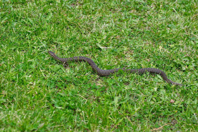 Vipera comune (Vipera aspis)