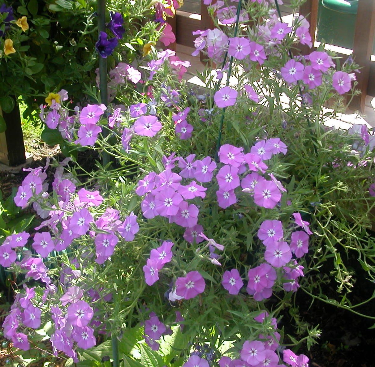 Annuals Flowers