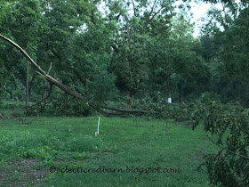 Eclectic Red Barn: Irma topples pecan trees, farmers loose most of their crop