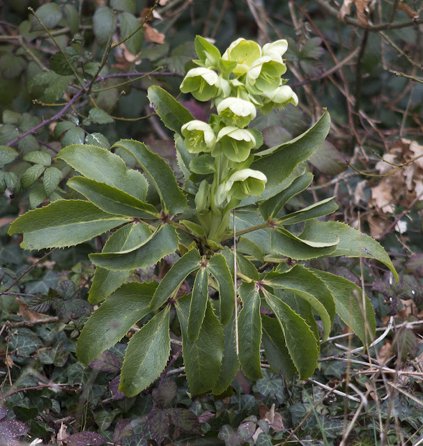 Corsican Hellebore, Helleborus argutifolius, at Hayes Station, Kent.  26 March 2013.