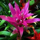 cara memperbanyak bromelia, tanaman bromelia