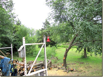 Birdfeeder07-05-10a