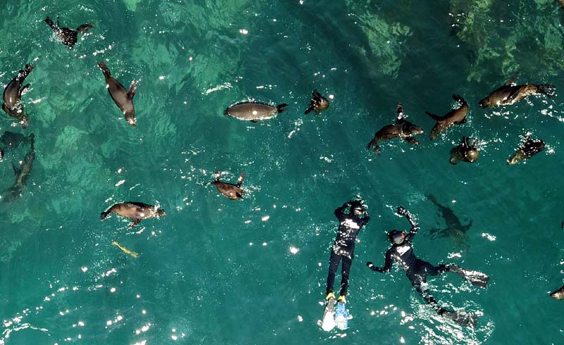  Snorkelling with Seals