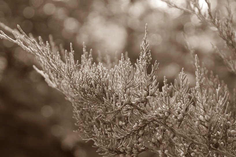 fern8C