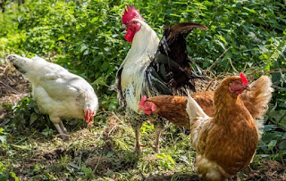 Ternak Ayam Kampung Bermodal 200 Ribu