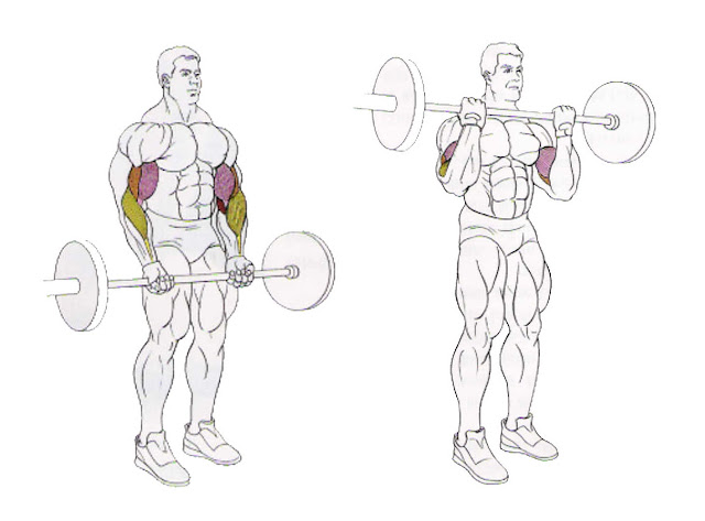 Standing Barbell Curls