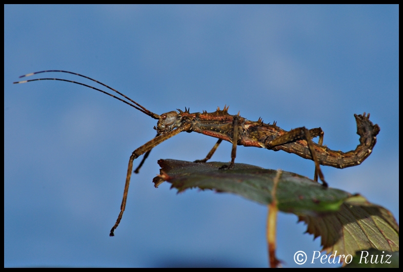 Ninfa macho L5 de Spinohirasea bengalensis, 4 cm de longitud