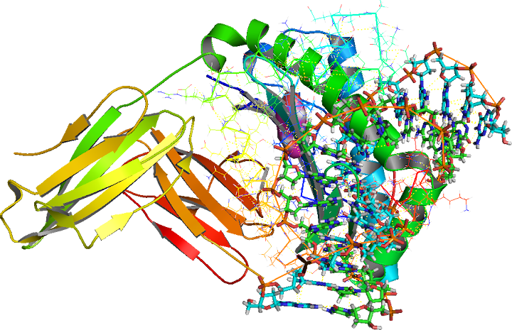 Catenin Beta 1, CTNNB PDB:3FQR and the closely related T-cell factor 1 (TCF-1) Lymphoid enhancer-binding factor (PDB; 2LEF[-1]) as the technical DNA coil,