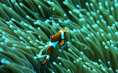 Clownfish saltwater aquarium reef fish