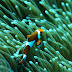 Clownfish saltwater aquarium reef fish wallpaper 