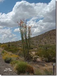 ocotilla2004_0407AB[1]