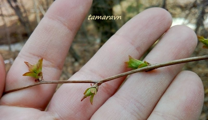 Спирея уссурийская / Таволга уссурийская (Spiraea ussuriensis)