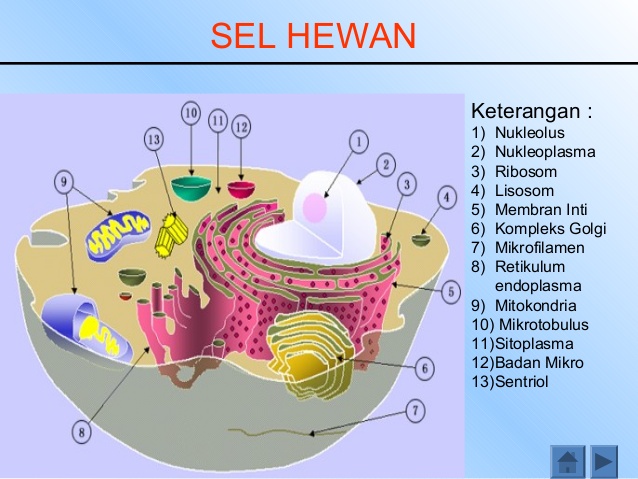 Tabel Perbedaan Sel  Hewan  dan Sel  Tumbuhan