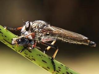 serangga, mematikan, serangga pembunuh, insect, insting pembunuh