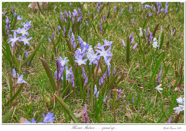 Mount Auburn: ... opened-up...