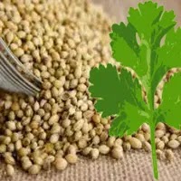 benefits of coriander