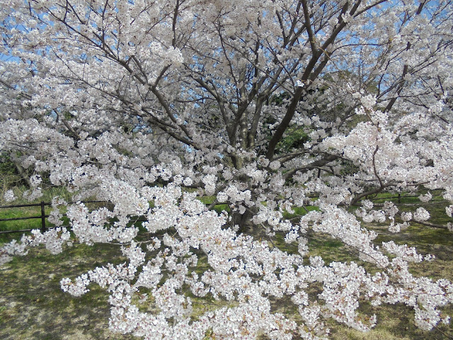 芝生け広場のソメイヨシノ桜