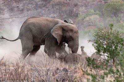 Gambar Pertarungan Gajah Dengan Badak Tabek Puang