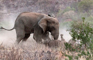 22+ Gambar Gajah Dengan Pensil