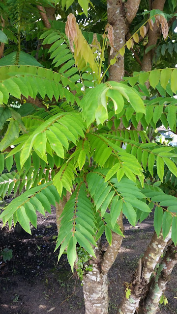 Warisan Petani Pokok Belimbing Buluh VS Pokok Cermai 