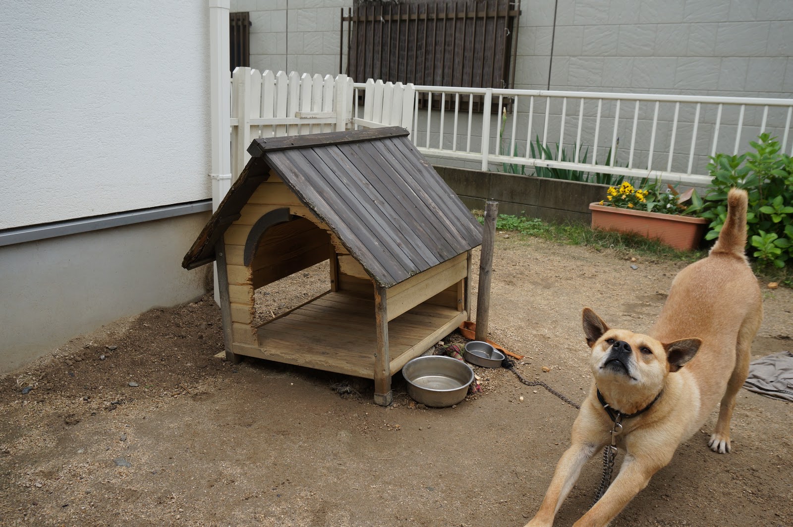 Something Good By Diy 手作りのステキな何か 愛犬ティニーが来て２年になるので犬小屋を新しくしよう