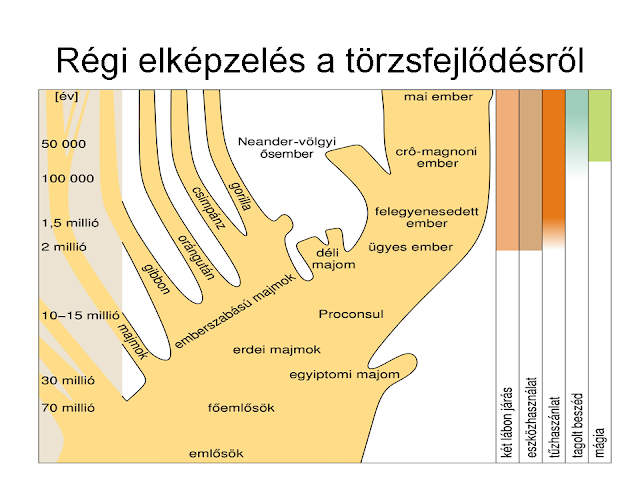 régi elképzelés a törzsfejlődésről