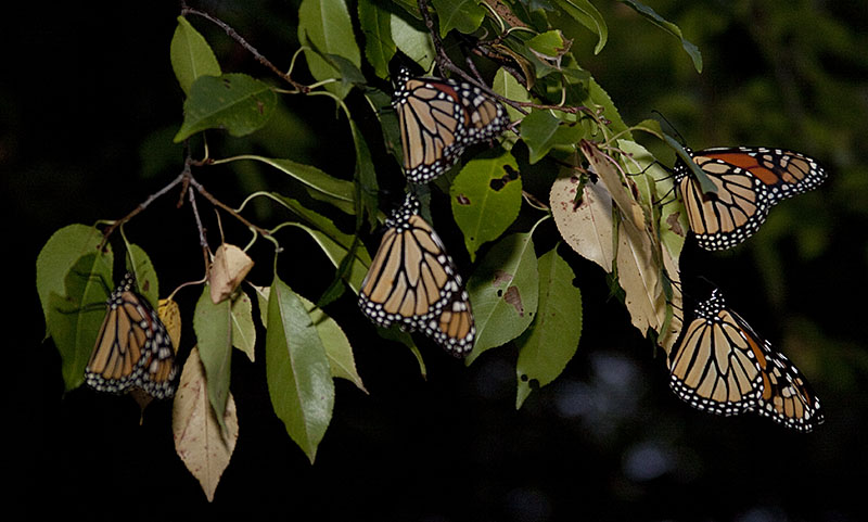 Monarch butterflies (Danaus plexippus) on bitternut hickory (Carya cordiformis)