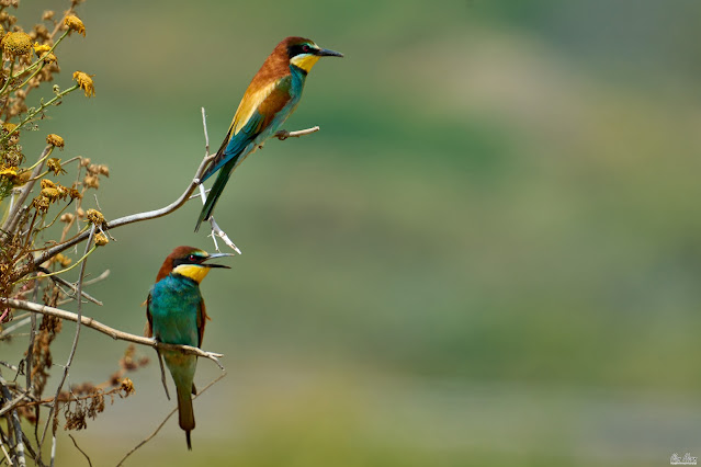 Two Bee-Eaters