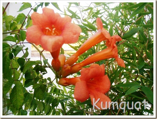 campsis radicans 1