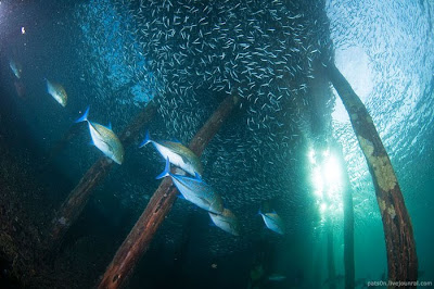 Underwater Symphony Seen On www.coolpicturegallery.us