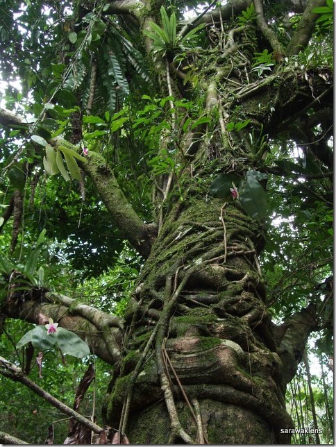 phal_bellina_habitat