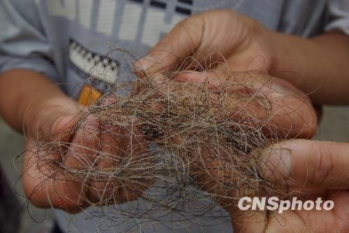 Un campione di capelli presumibilmente di uno Yeren.