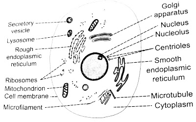 STRUCTURE OF CELL