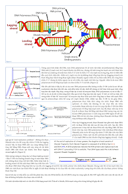 End Replication Problem