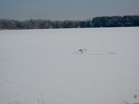Bone Lake, single swan on the snow