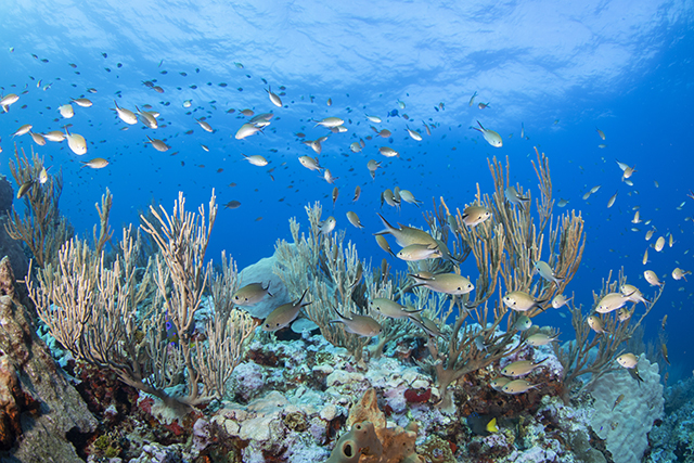 Parque Nacional Bajos del Norte será el más grande del Golfo de México