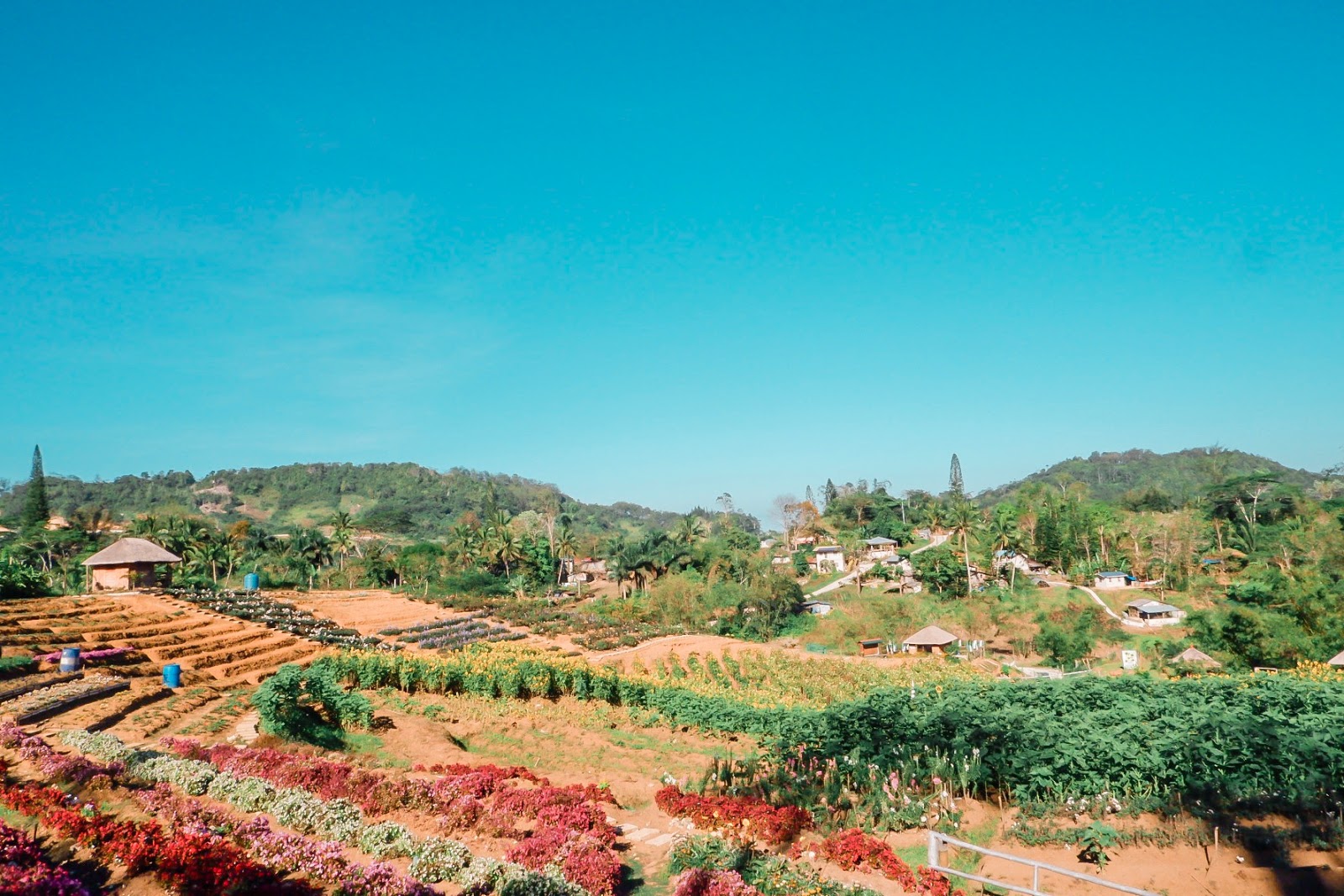 Side Trip from Mt. Kandungaw to Mt. Talongon Flower Garden