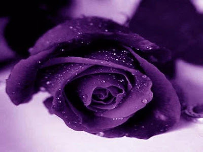 Purple Rose Normal Resolution HD Wallpaper 4